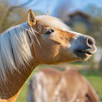 Alles für das Pferd