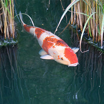 Alles für den Fisch